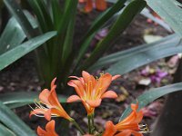 L1230323