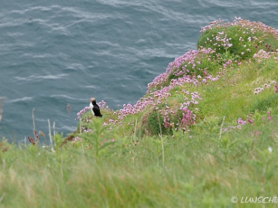 Duncansby Head, Puffin