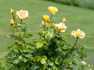 Stirling Castle, Queen Anne’s garden